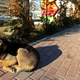 Illustration for article titled The Dogs Of Sochi